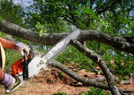 Best Tree Preservation Services  in Liberty Corner, NJ