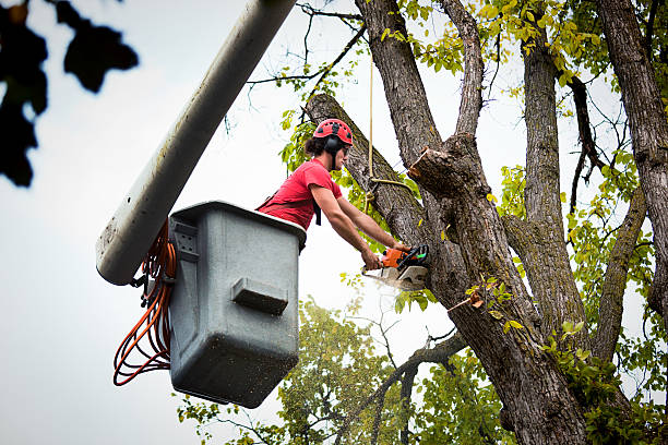 How Our Tree Care Process Works  in  Liberty Corner, NJ