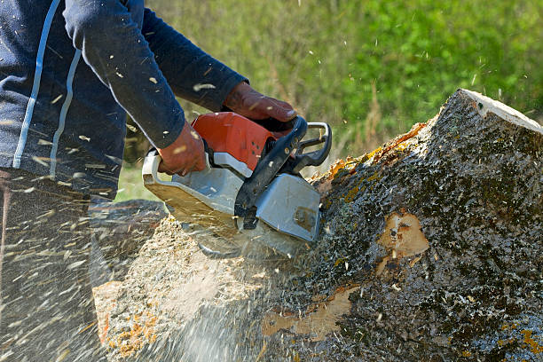 Best Seasonal Cleanup (Spring/Fall)  in Liberty Corner, NJ